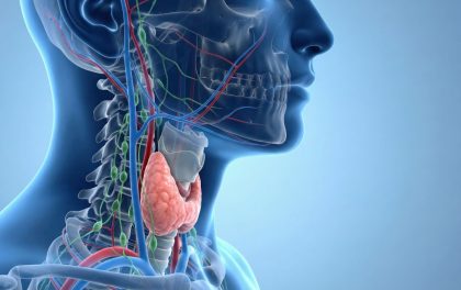 Carotid artery (carotis)